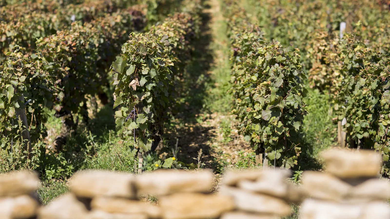 Domaine Gille